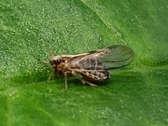 Muellerianella laminalis