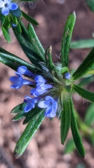 Asperula arvensis