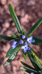 Asperula arvensis