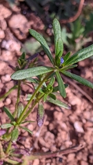 Asperula arvensis