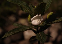 Bowkeria verticillata