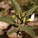 Bowkeria verticillata - Photo (c) Nick Helme, alguns direitos reservados (CC BY-SA), uploaded by Nick Helme