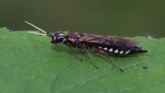 Xiphydria maculata