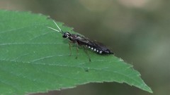 Xiphydria maculata