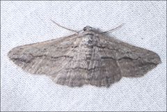 Syneora praecisa