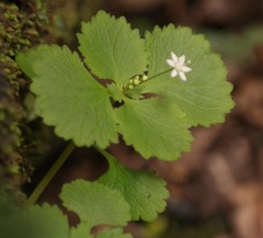 Crassula umbraticola