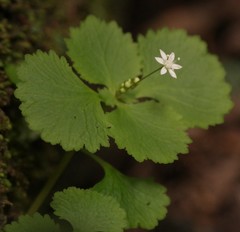 Crassula umbraticola