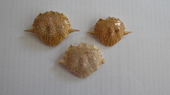 Matuta victor