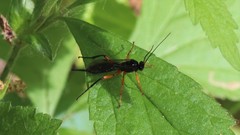 Pimpla pedalis