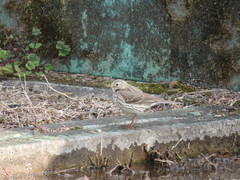 Anthus