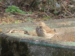 Anthus