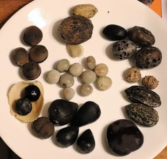 Sacoglottis amazonica