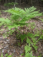 Pteridium aquilinum image