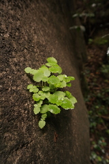 Crassula umbraticola