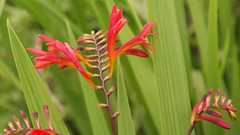 Crocosmia paniculata