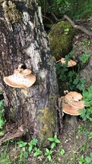 Cerioporus squamosus