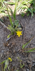 Hypoxis decumbens