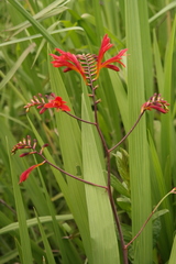 Crocosmia paniculata