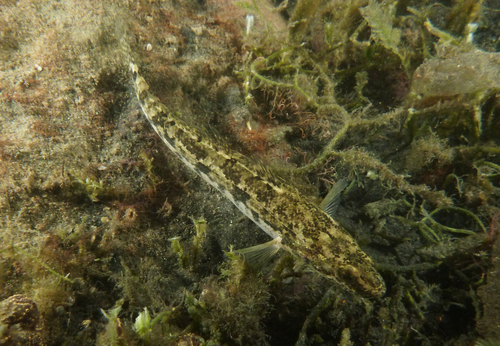 Congolli (Pseudaphritis urvillii) — Pseudaphritidae — 4