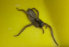 Lycosidae