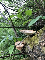 Cerioporus squamosus