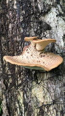 Cerioporus squamosus