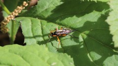Pimpla pedalis