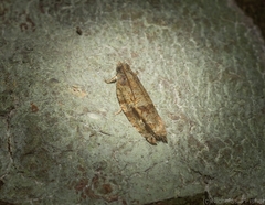 Metrioglypha phyllodes