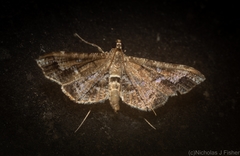 Merodictya marmorata