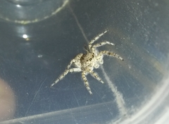 Plexippoides flavescens