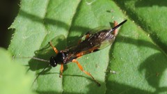 Pimpla pedalis
