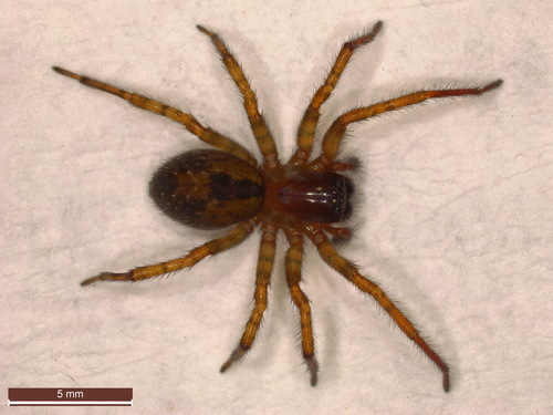 Window Lace-weaver