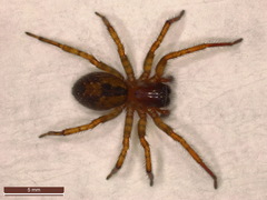 Amaurobius fenestralis