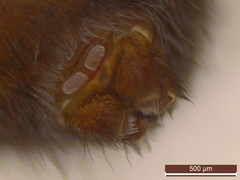 Amaurobius fenestralis