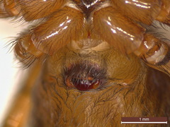 Amaurobius fenestralis