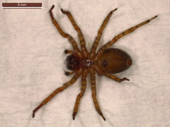 Amaurobius fenestralis