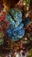 Lobophora variegata