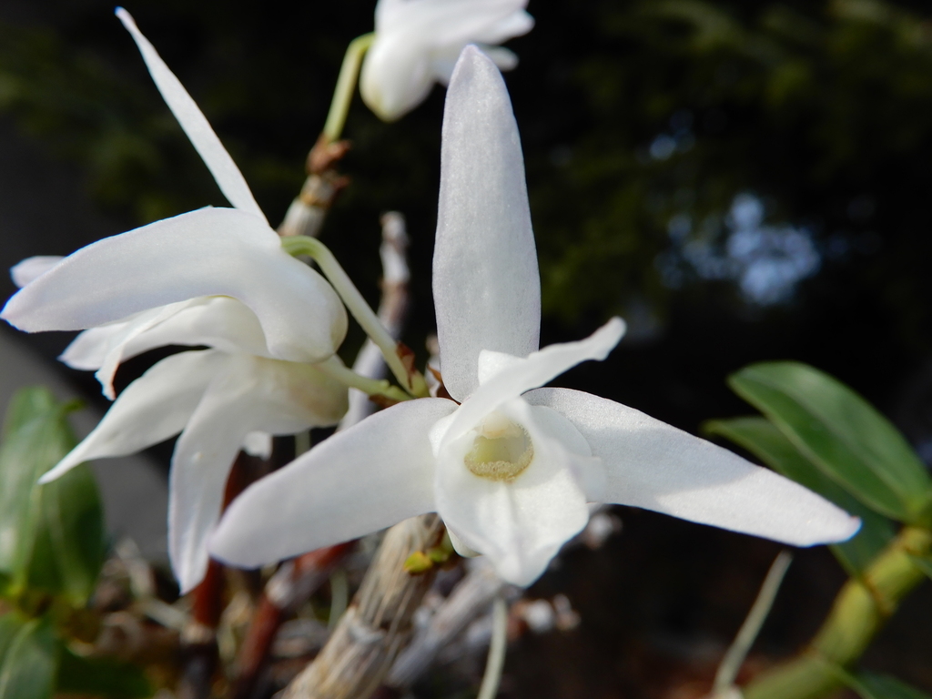 Dendrobium moniliforme (L.) Sw.