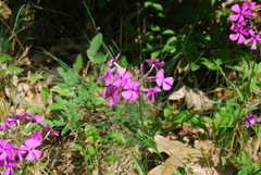 Phlox ovata