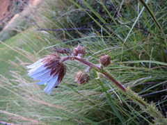 Berkheya purpurea