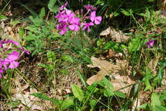 Phlox ovata