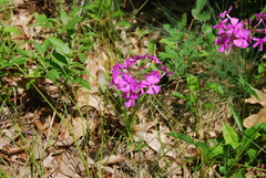 Phlox ovata