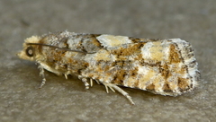 Eucopina