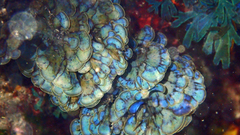 Lobophora variegata