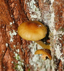 Armillaria luteobubalina