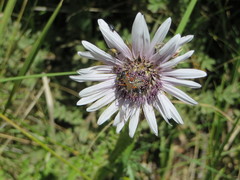 Berkheya purpurea