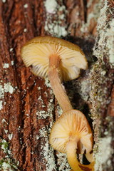 Armillaria luteobubalina