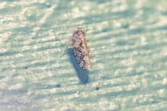 Dixianus utahnus