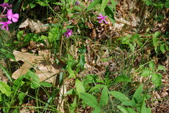 Phlox ovata