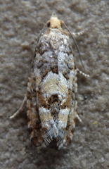 Eucopina